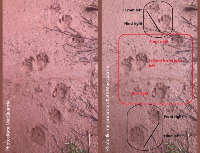 Animal tracks identification wild texas cub deanna