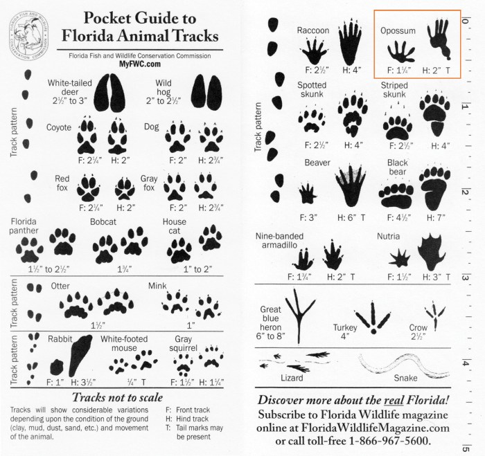 Footprints identification seton