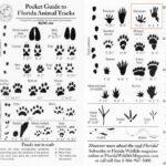 Beaver tracks wildlife identify story foot prints outdoorhub quiz oregon