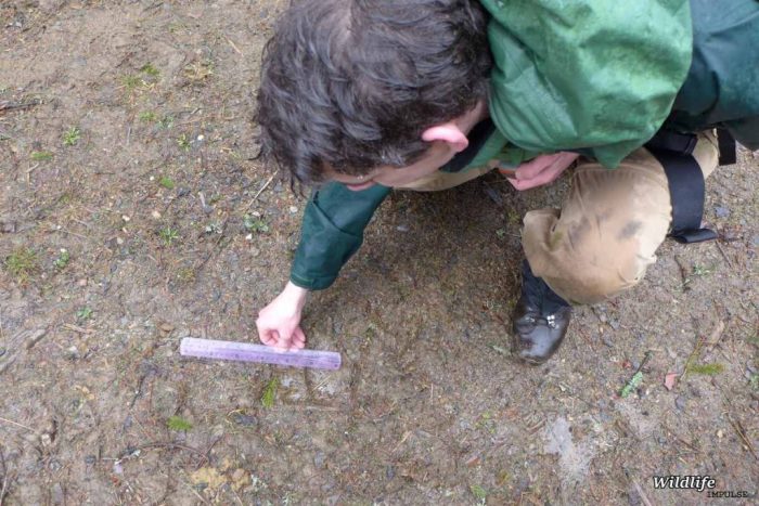 Beaver tracks wildlife identify story foot prints outdoorhub quiz oregon