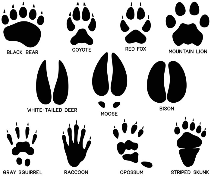 Footprints identification seton