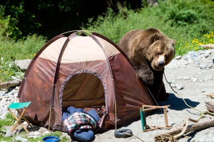 Bear attacks park national service